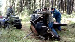 Field dressing a moose