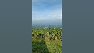 View Yang Indah Kebun Buah Naga Di Atas Bukit