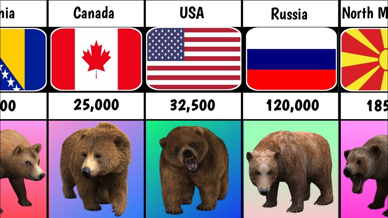 Brown Bear Population By Country 2023 YouTube Brown Bear Population By Country 2023 YouTube