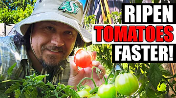 Jak docílíte rychlejšího dozrávání rajčat z révy?