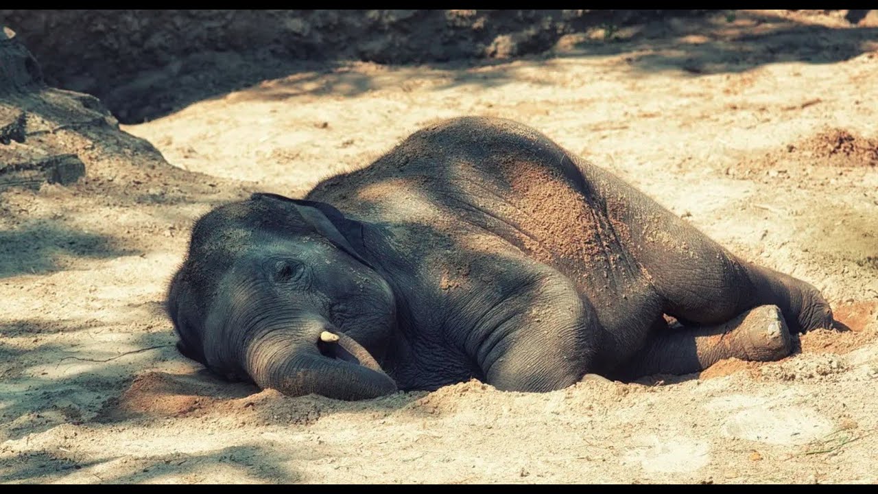 No Action Plan To Prevent Elephant Electrocution YouTube no-action-plan-to-prevent-elephant-electrocution-youtube