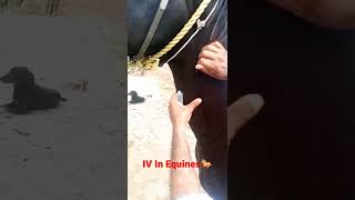 Intra Veinous Injection In Juglar Vein Of Horseshorts 