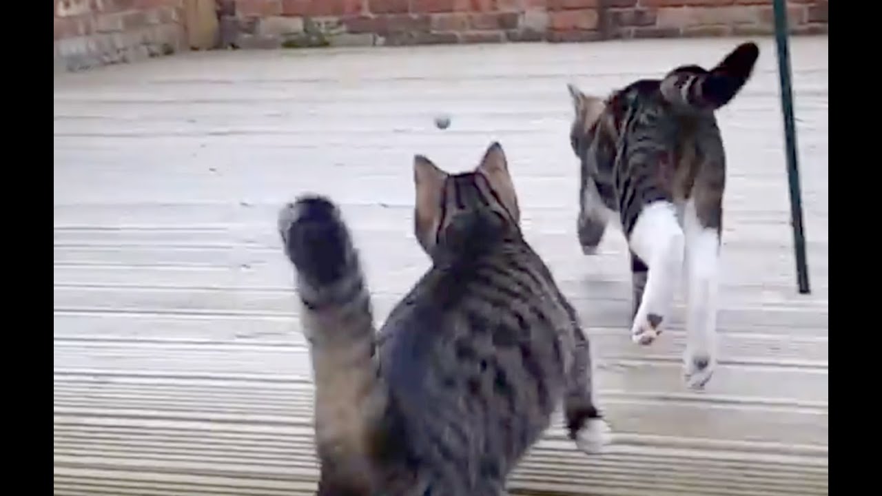 teach your cat to play fetch - YouTube teach your cat to play fetch - YouTube
