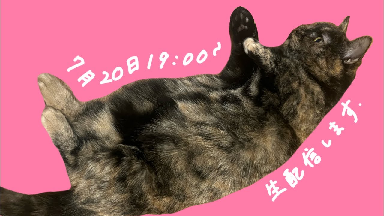 【生配信】最近回ってる洗濯機見るのが好きです