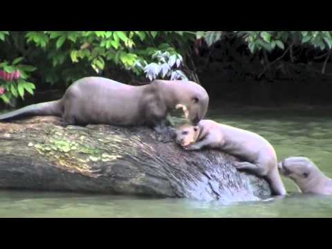 Giant River Otters Youtube