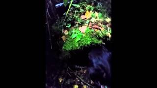 Alice Skäller Mårdhund I Trumma