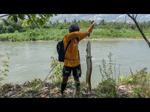 Pasang 16 pancing strikeee sidat panjang 110CM dan berat 4,3kg disungai dekat kuburan😭 #KOOKIKO