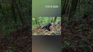 Encontrei os Gorilas em Uganda. 🦍🦍🦍#viajecomigo #goldtrip #shorts #uganda