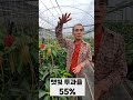 애플망고 당도 높이는 숨은 비법 4가지 #shorts