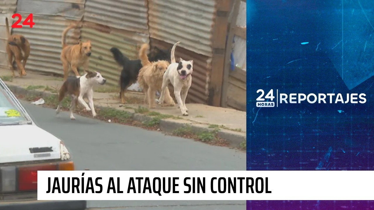 24 Horas Reportajes: Jaurías sin control, 30 personas muertas en seis años | 24 Horas TVN Chile