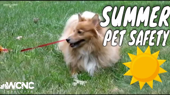 How to keep your dogs safe in the heat