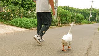 A Goose That Loves To Take Walks