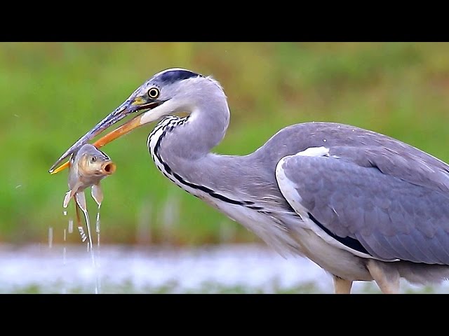 Grey Heron birds fishing class=