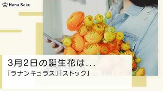 3月2日 誕生花 Youtube 3月2日 誕生花 Youtube