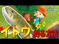 【あつ森】初心者向け！幻の魚「イトウ」を釣る方法【あつまれ どうぶつの森】