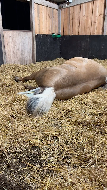 Watch the full video! Lavendel giving birth to her foal #horse #foal #babyhorse #shorts