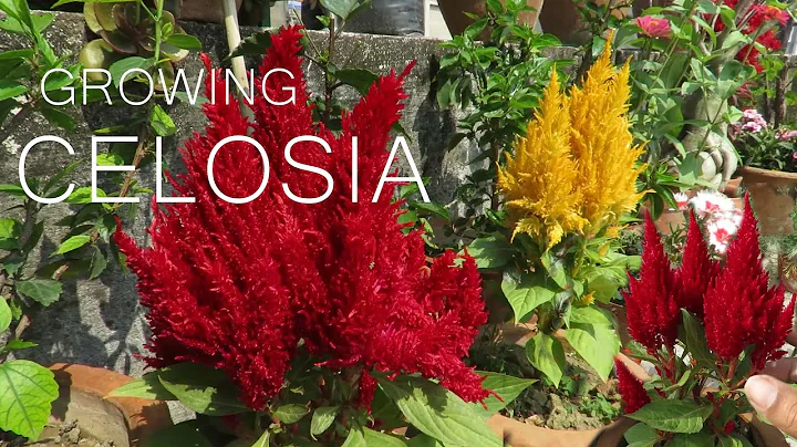 Celosia Flower - Celosia (cockscomb) Plant Care