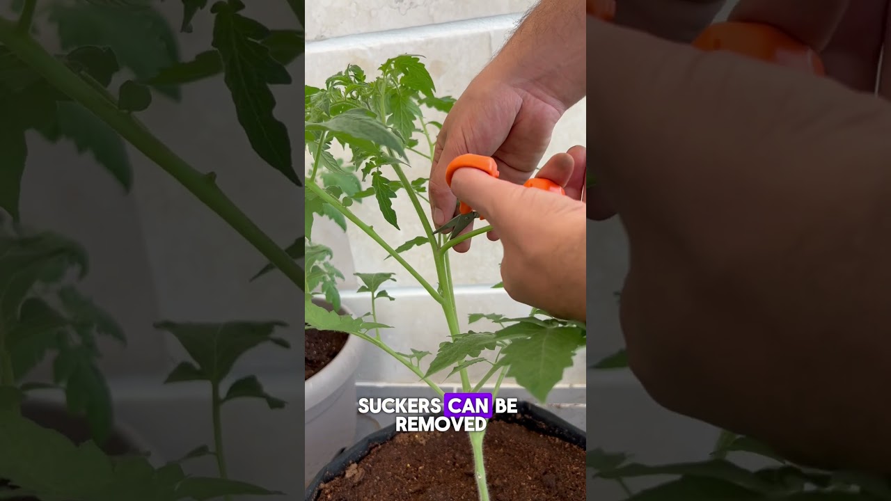 Как определить наличие пасынков на томатном растении 🍅🌱