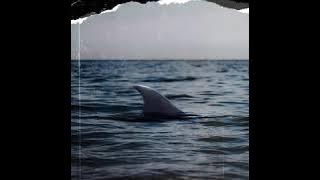 DADJU - Grand Bain ft. Ninho (Audio Officiel)