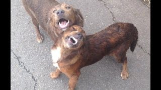 BOGO Bowl Adorable Adoptables video in honor of National Shelter Appreciation Wek
