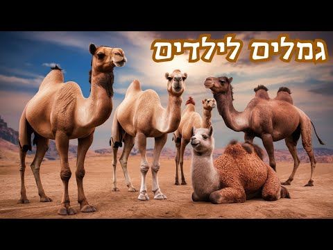 וִידֵאוֹ: Dromedary הוא גמל בעל דבשת אחת: תיאור בעלי חיים, בית גידול