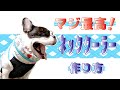 犬用ファスナー式ネッククーラー(クーラーネック)の作り方（フレブル用型紙付き）【オリジナル犬服DIY】