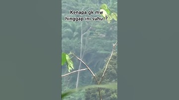 Mikat burung serindit