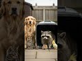 Raccoon under investigation by adorable pet curious encounter #cute #pets #wildlife
