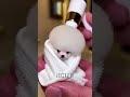 Este Hombre Rescató Al Pequeño Cachorro 🥺❤️
