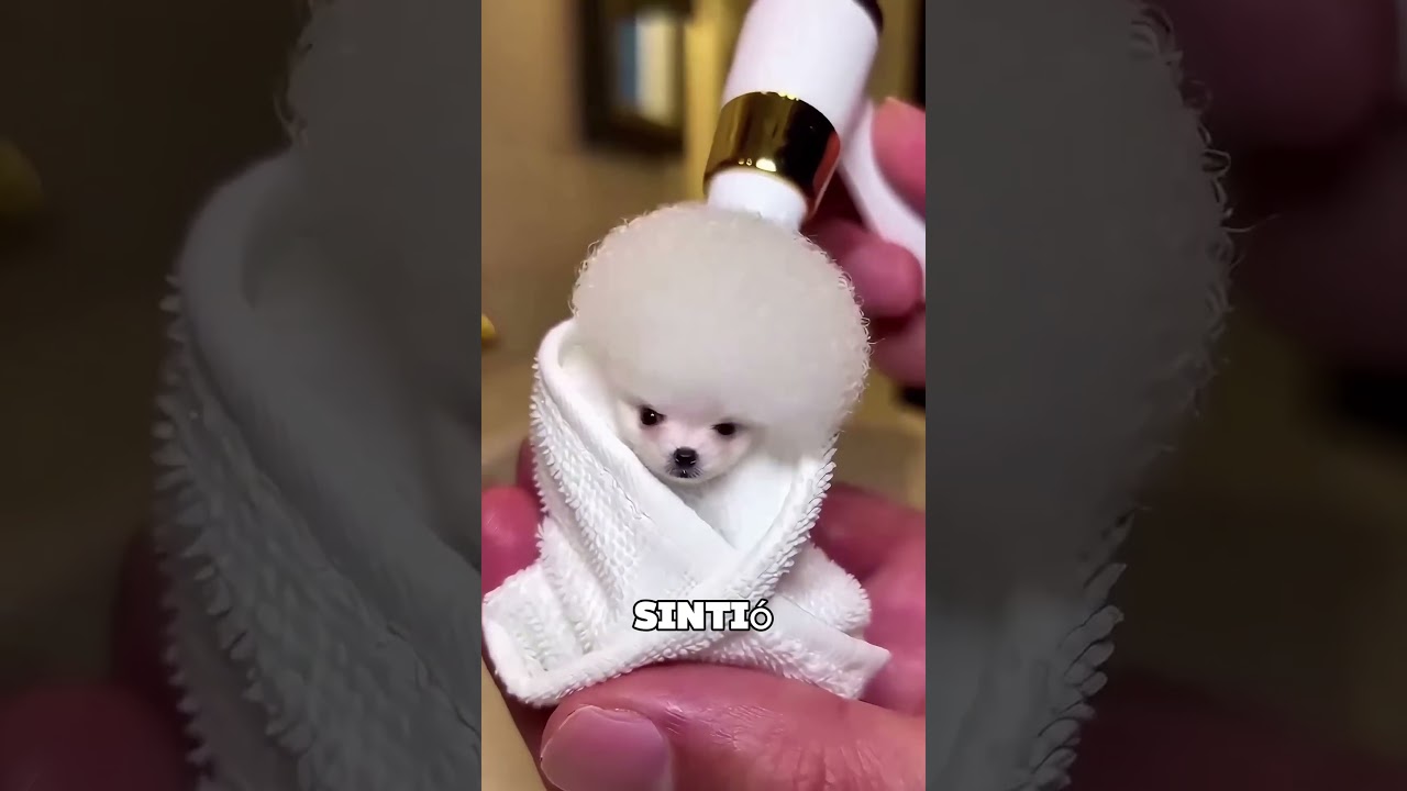 Este Hombre Rescató Al Pequeño Cachorro 🥺❤️