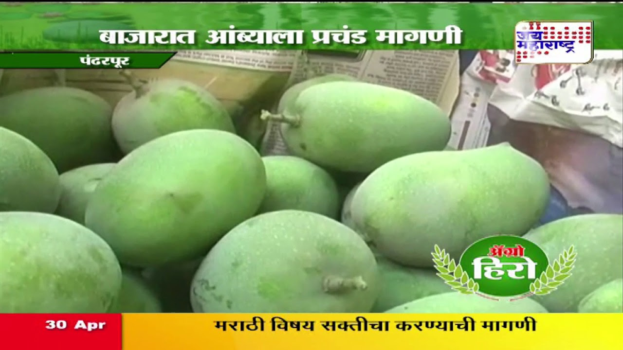 AGRO HERO PANDARPUR MANGO