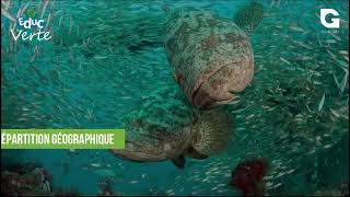 Mérou Goliath, l'un des plus gros poissons au monde