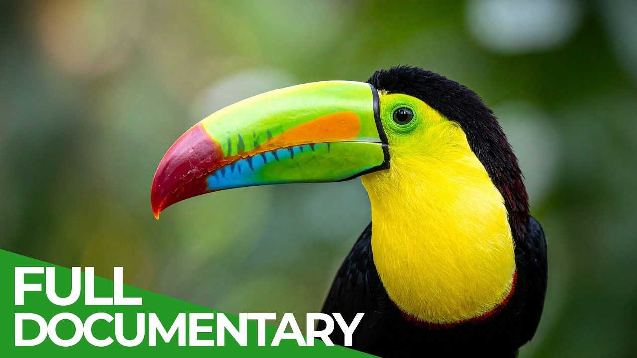 Documentary backdrop image for Wild Honduras - Fantastic Creatures | In the Heart of America (2025)