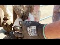 Astonishing Removal of Giant STONE from COW's Painful Hoof! | HOOF HEALERS
