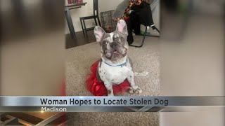 'I just fell in love with him': Madison dog owner wants stolen pet back