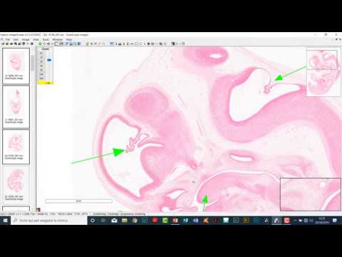 Video: Pubblicate Nuove Linee Guida Sulla Fase Della Vita Per I Gatti