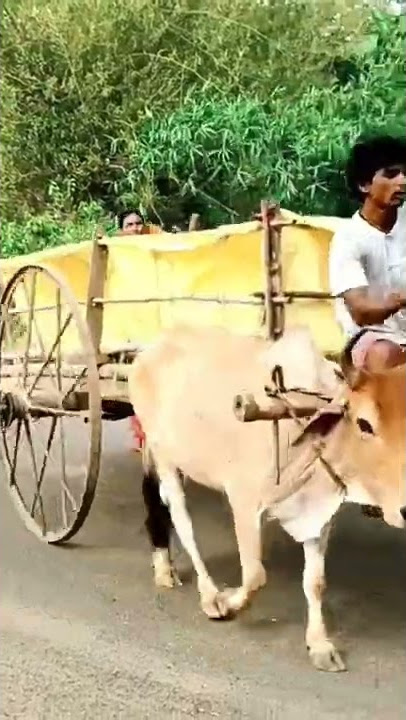 Kumor parar gorur gari
