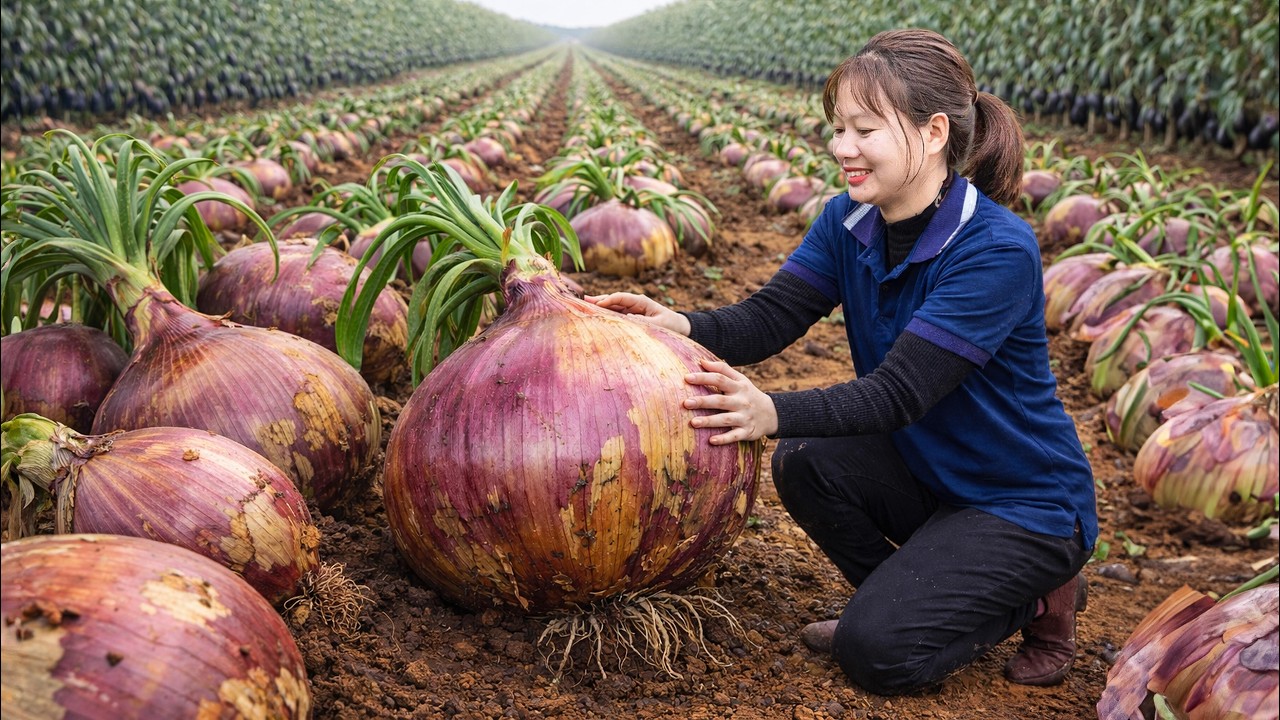 Harvesting Giant Purple Onions in the Desert Farm | Surviving the Harshest Harvest Ever
