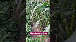 Will a radio work? #latebloomer #garden #gardeningvideos #gardening #homestead #raccoons