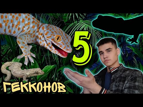 5 лучших гекконов для содержания! Гекконы! Лучшее гекконы!