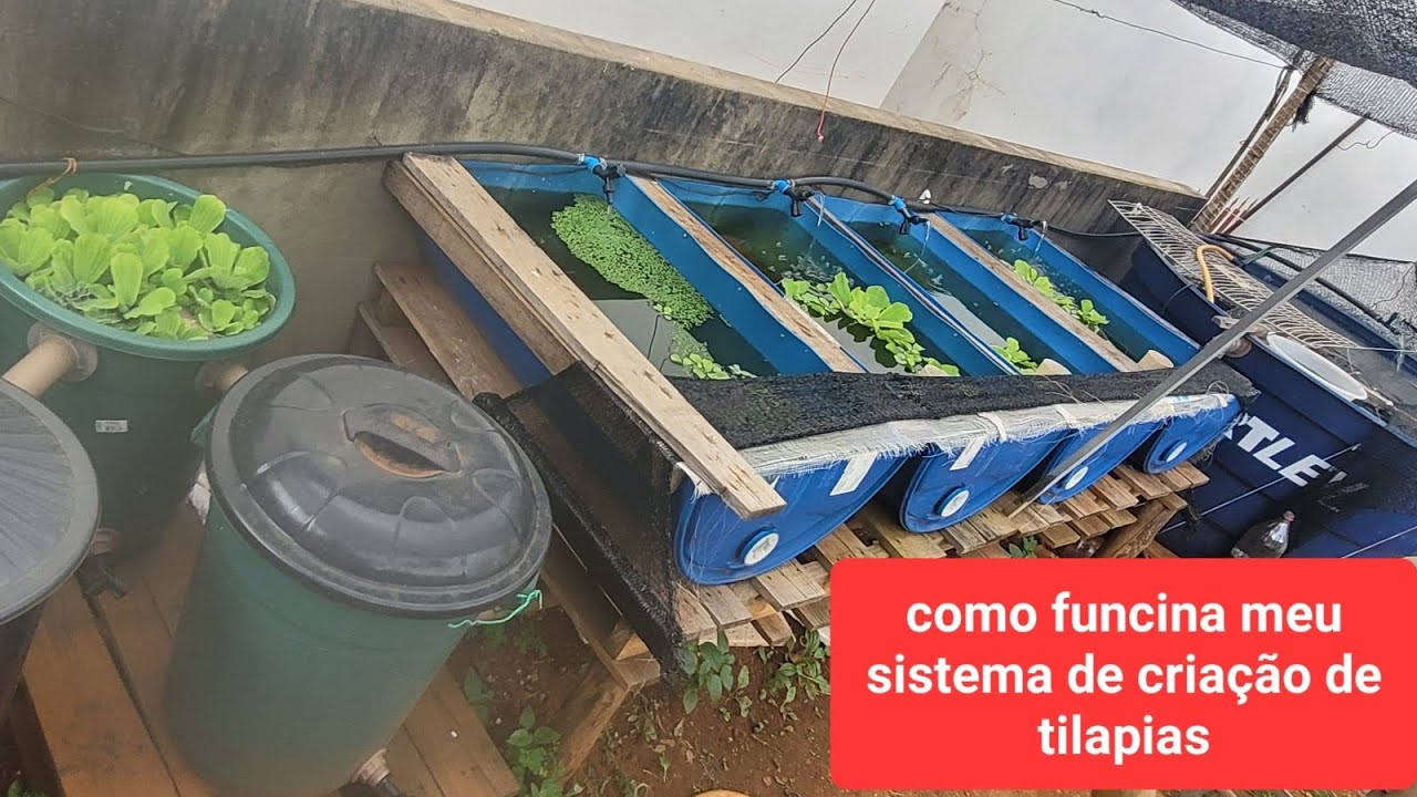 Como montei meu sistema de criação de tilapias 