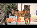 【㊗️100】下半身麻痺で排泄障害の保護子猫に奇跡をもたらす愛情深い治療とリハビリ⭐︎交通事故被害猫のアイラちゃんリハビリ頑張っています！