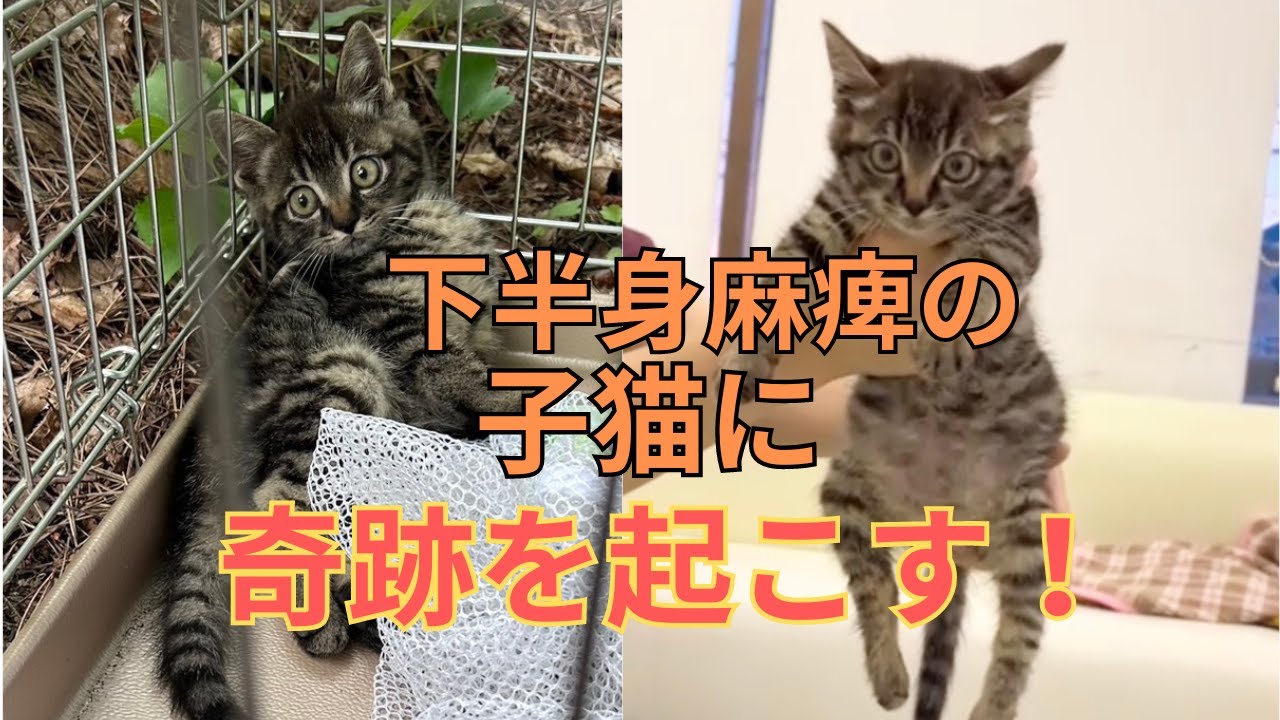㊗️100】下半身麻痺で排泄障害の保護子猫に奇跡をもたらす愛情深い