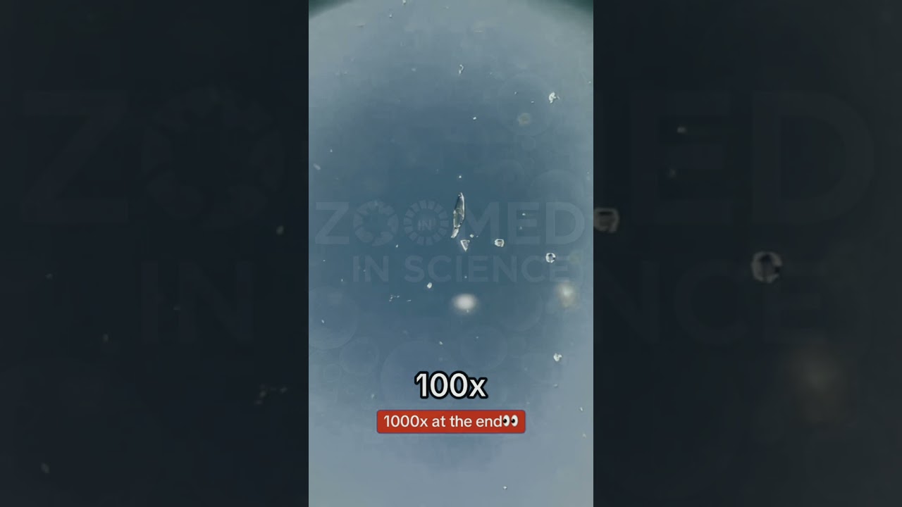 50-year-old beer under the microscope 🍻🔬What's brewing in there? 