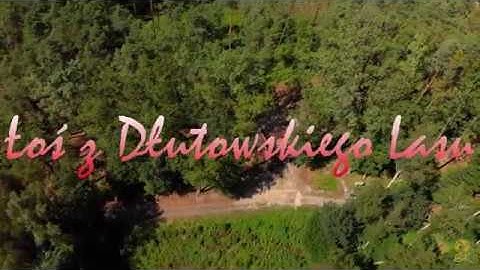 Łoś z Dłutowskiego Lasu