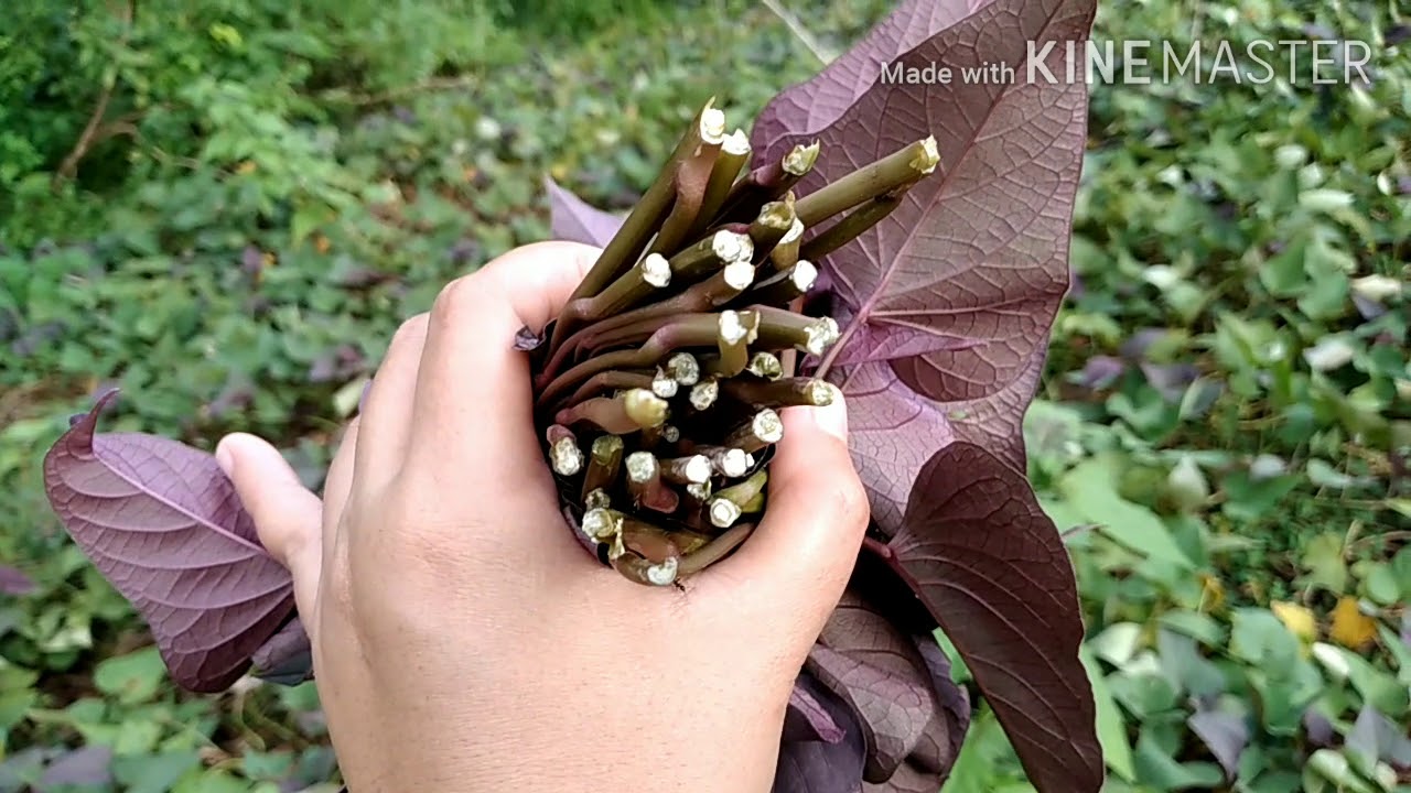 Harvesting Fresh Camote leaves/Talbos ng Kamote/BuhayBukid