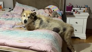 Giant Sulking Dog Refuses To Leave Baby Girl's Room! Protected By Wolves! (Cutest Ever!!)