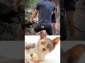 Funny Cat Video 😂😂😂#Shorts#Funkis #fails #memes