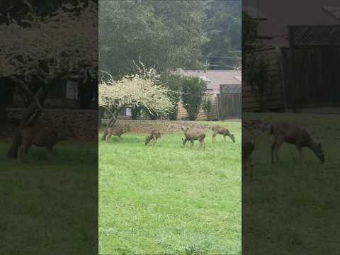 Baby Sitting My Deer 🦌