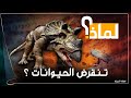لماذا تنقرض الحيوانات باستمرار ولا ينقرض الانسان مع انها الأقوى على الأرض